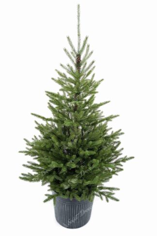 Božićno drvce u saksiji FULL 3D Karpatska Smreka, mini drvce pogodno za manje prostorije